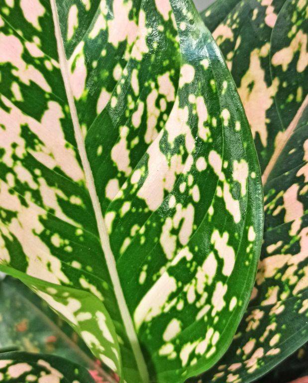 Aglaonema Pink Leopard D. 12cm H. 35cm - Plante d'intérieur - IndoorPoppies - Image 2