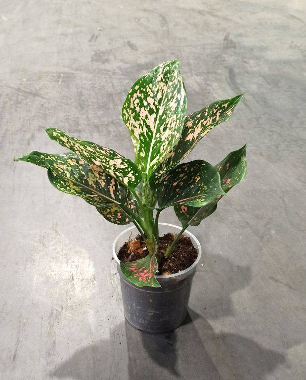 Aglaonema Pink Leopard D. 12cm H. 35cm - Plante d'intérieur - IndoorPoppies - Image 1