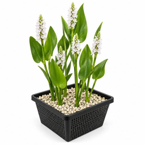 Pontédérie blanche - Pontederia cordata 'Alba' - Image 1