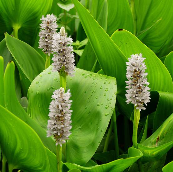 Pontédérie blanche - Pontederia cordata 'Alba' - Image 3