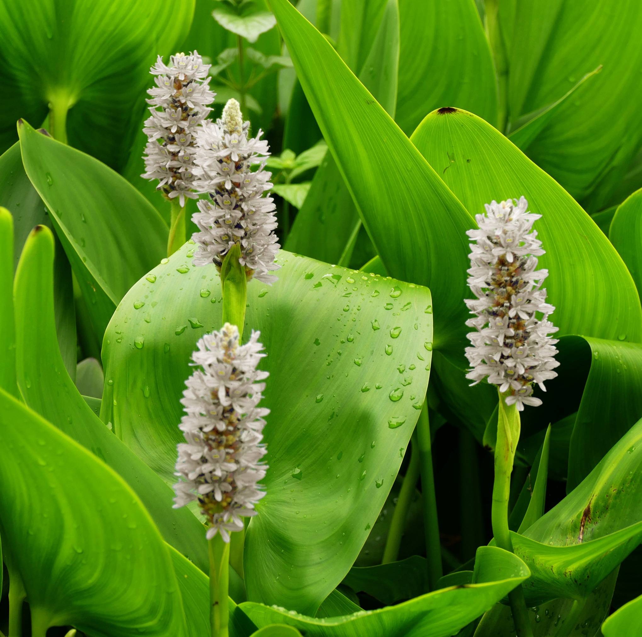 Pontédérie blanche - Pontederia cordata 'Alba' - Image 3
