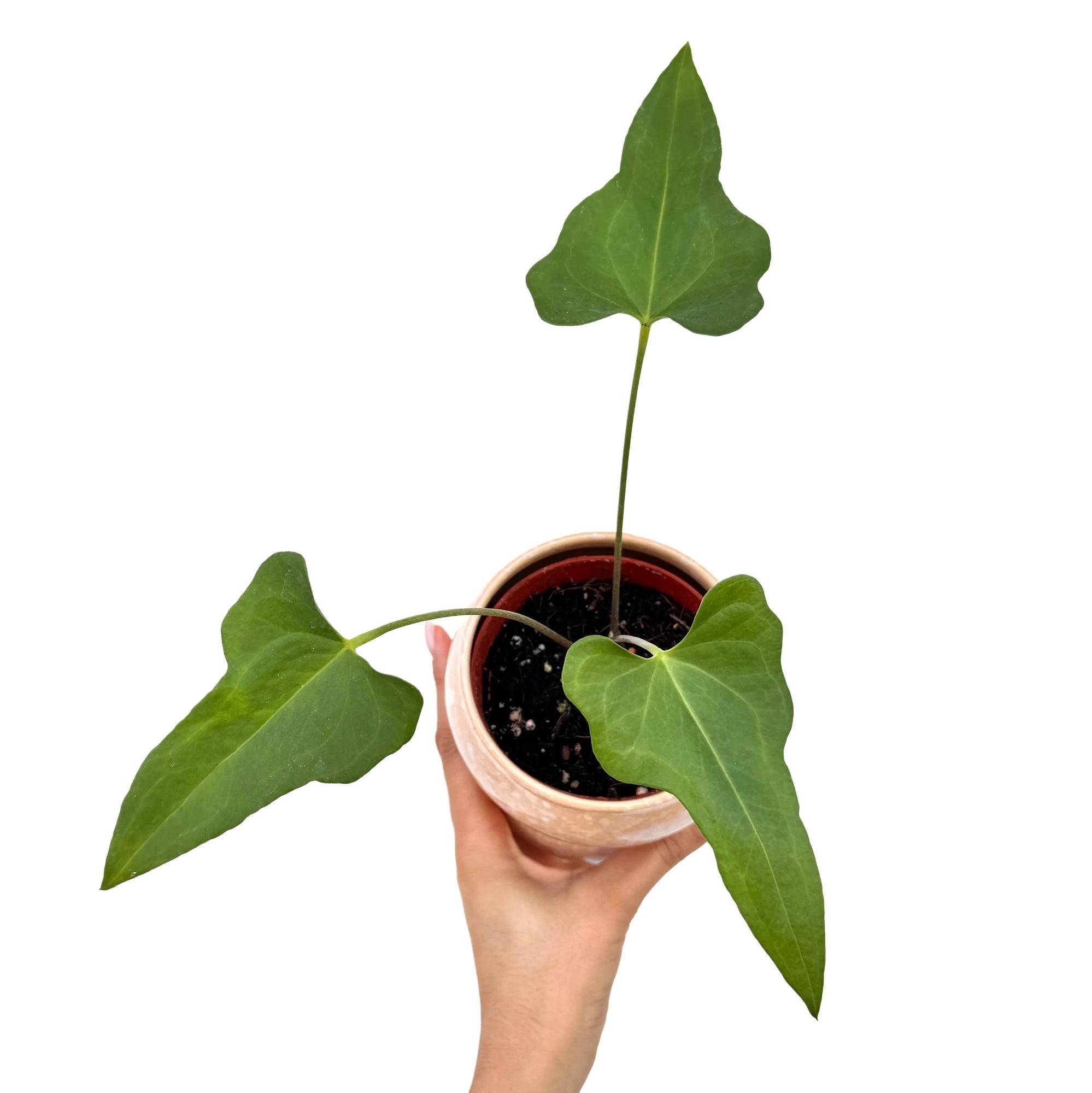 Anthurium Podophyllum - Pot de 9cm - Plantes d'intérieur - Image 1