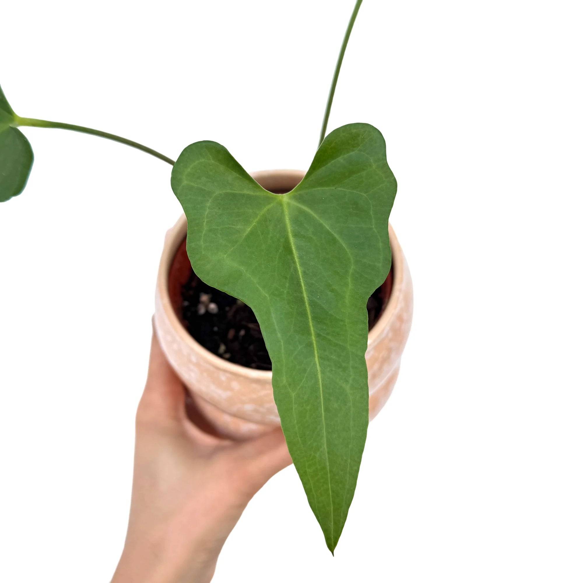 Anthurium Podophyllum - Pot de 9cm - Plantes d'intérieur - Image 2