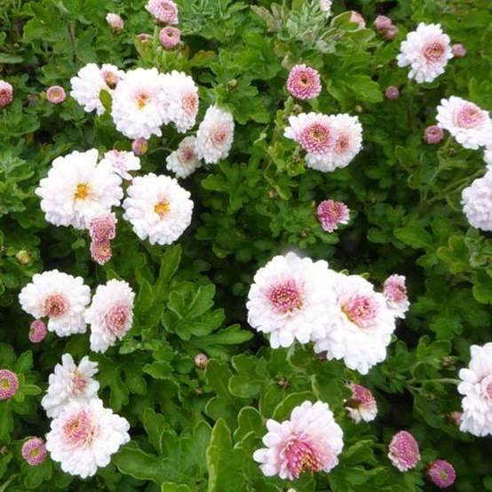 Promesse de Fleurs - Chrysanthème des jardins Julia - Chrysanthemum (x) indicum Godet de 8/9 cm