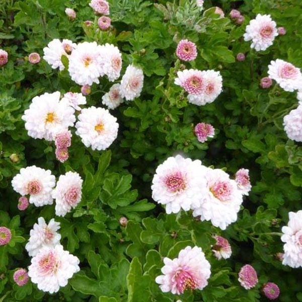 Promesse de Fleurs - Chrysanthème des jardins Julia - Chrysanthemum (x) indicum Godet de 8/9 cm