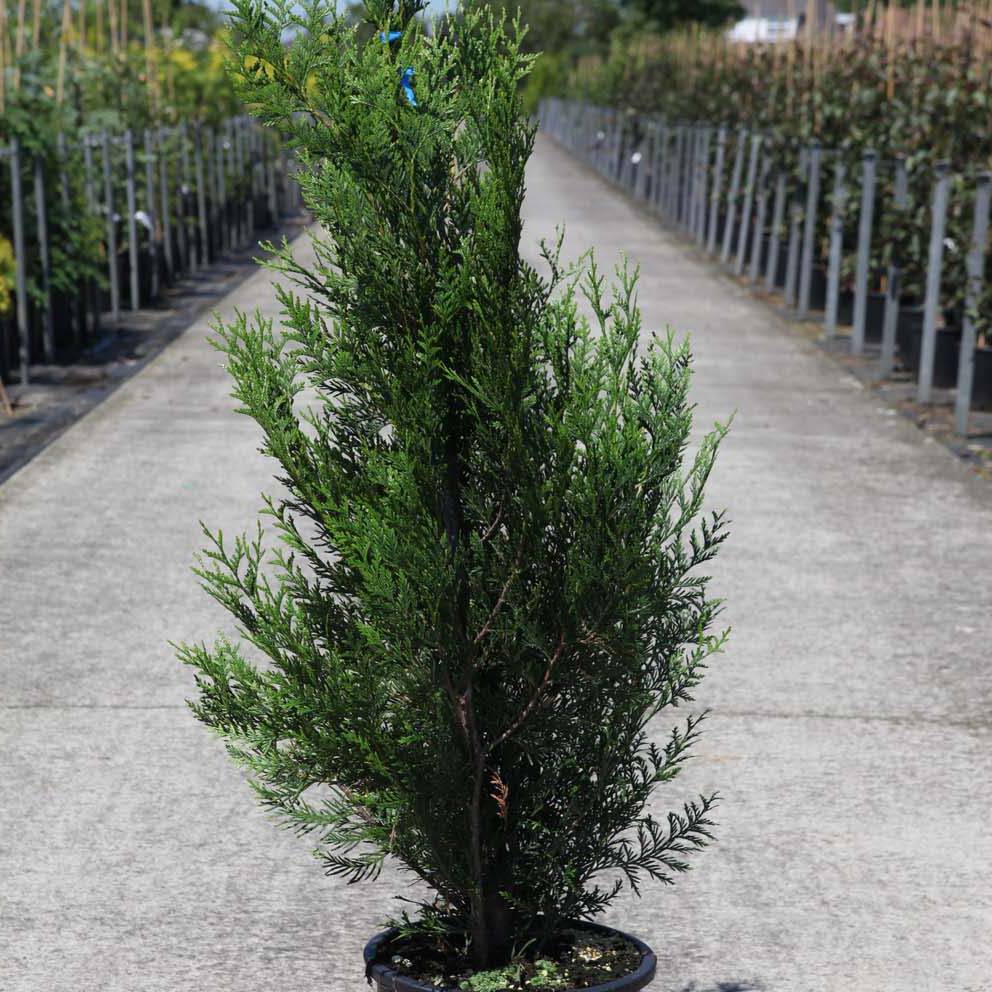 Promesse de Fleurs - Thuya pour haie - Thuja plicata Atrovirens Pot de 4L/5L