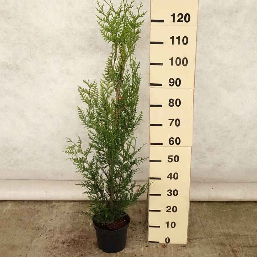 Thuya pour haie - Thuja plicata Atrovirens Pot de 4L/5L - Image 2