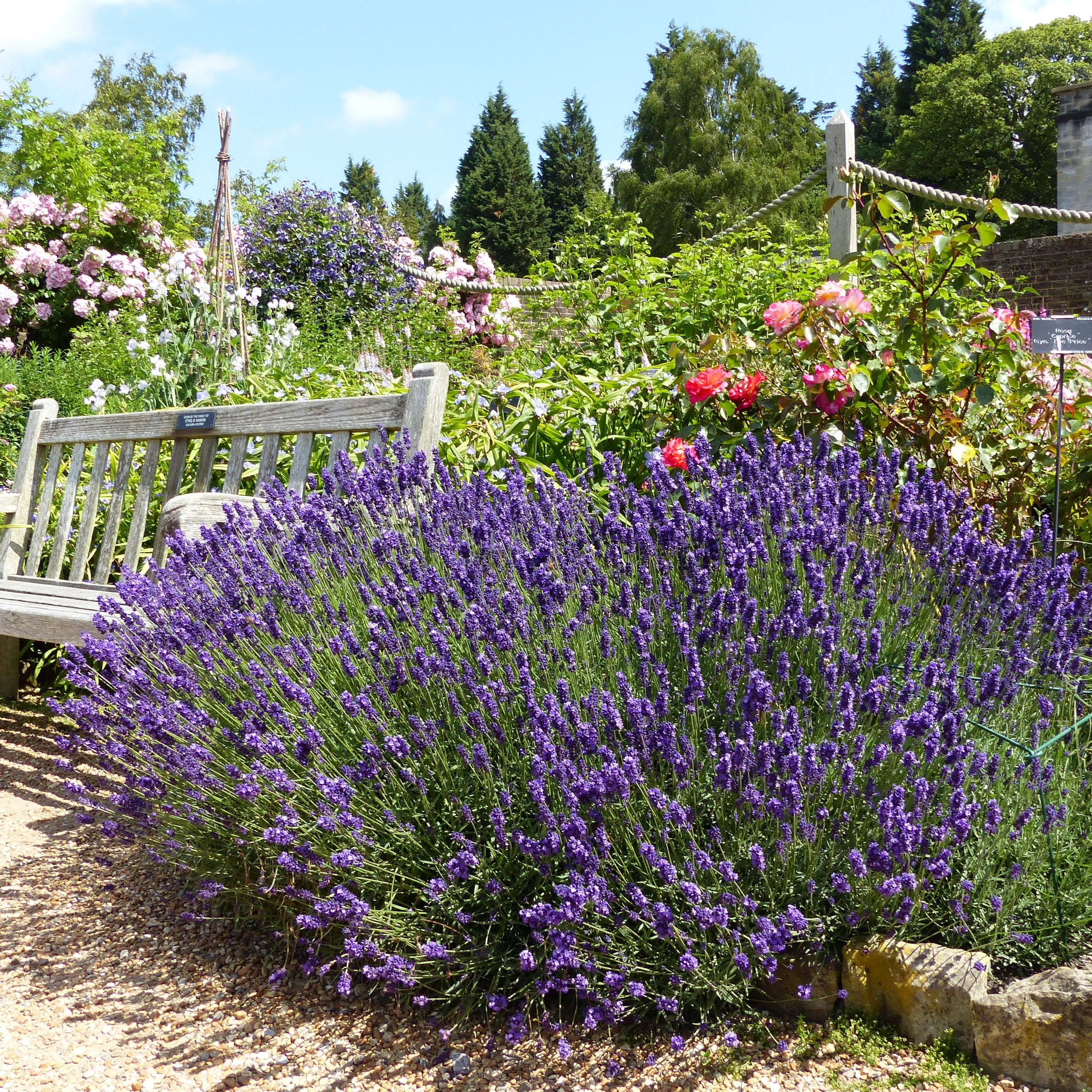 Lavande vraie - Lavandula angustifolia Hidcote Godet de 7/8 cm