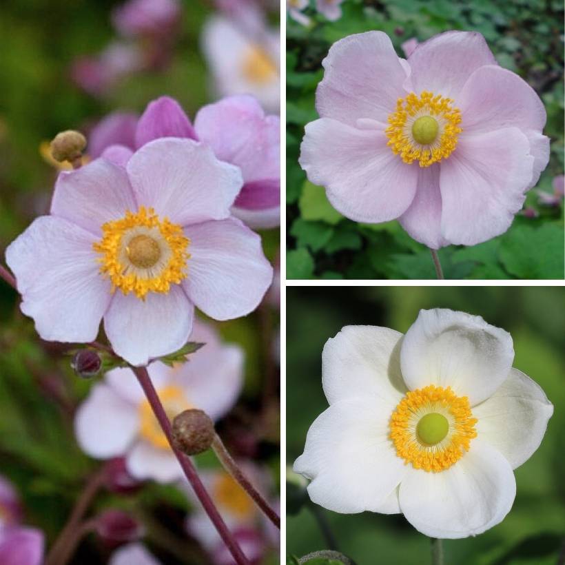 Promesse de Fleurs - Collection Anémones du Japon - Collection de 3 plantes