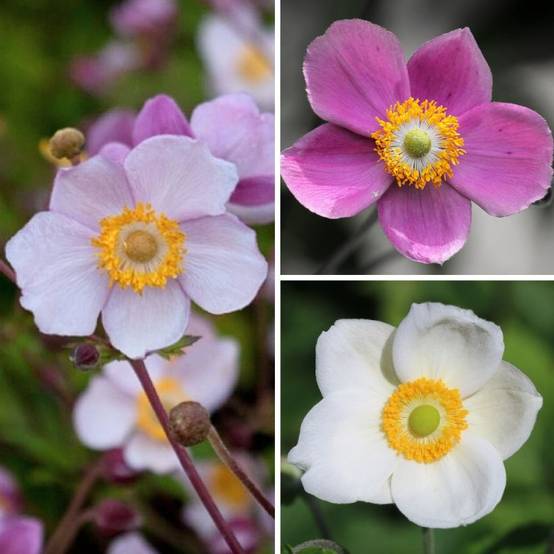 Promesse de Fleurs - Collection Anémones du Japon - Collection de 3 plantes - Image 3