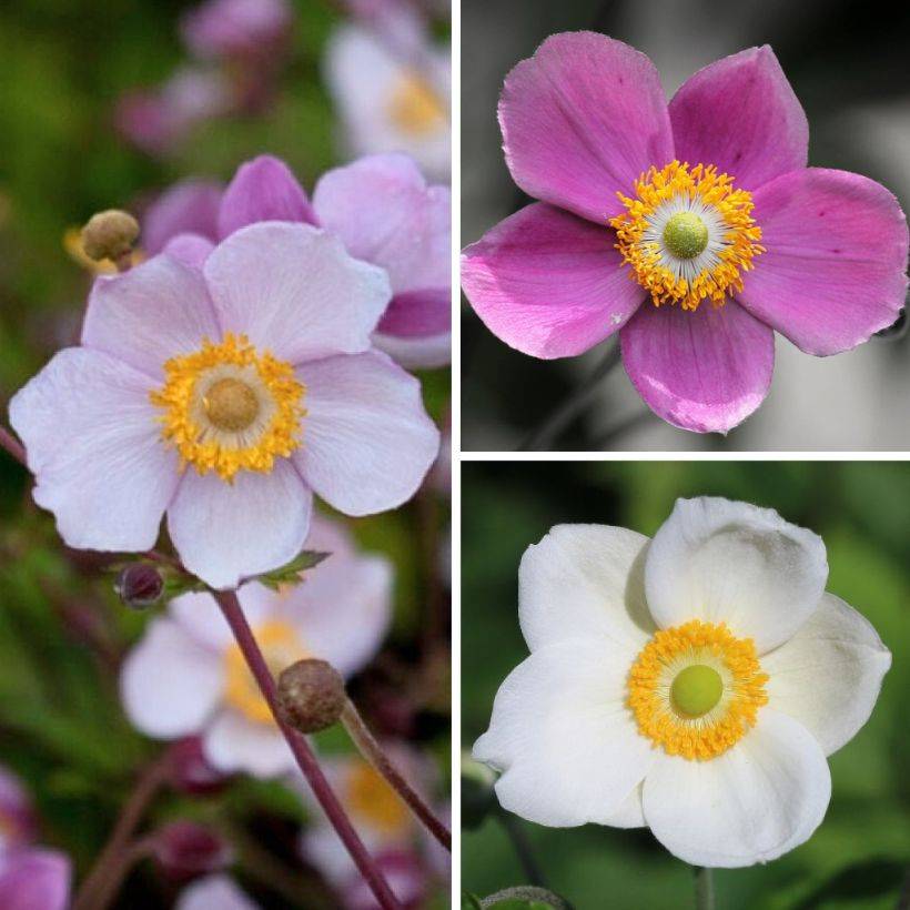 Promesse de Fleurs - Collection Anémones du Japon - Collection de 3 plantes - Image 3