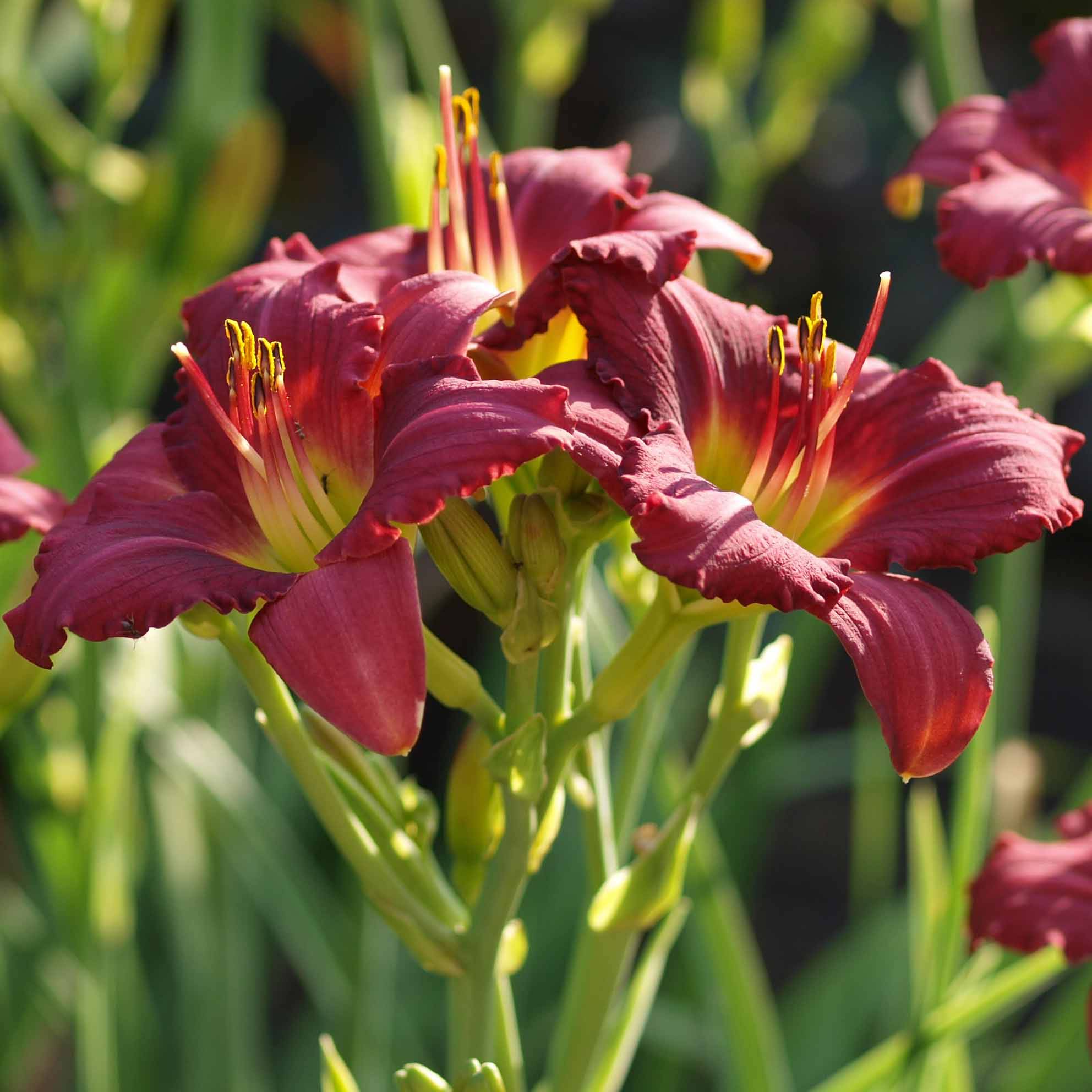 Promesse de Fleurs - Hémérocalle Pardon Me - Lis d'un jour rouge sombre. Godet de 8/9 cm