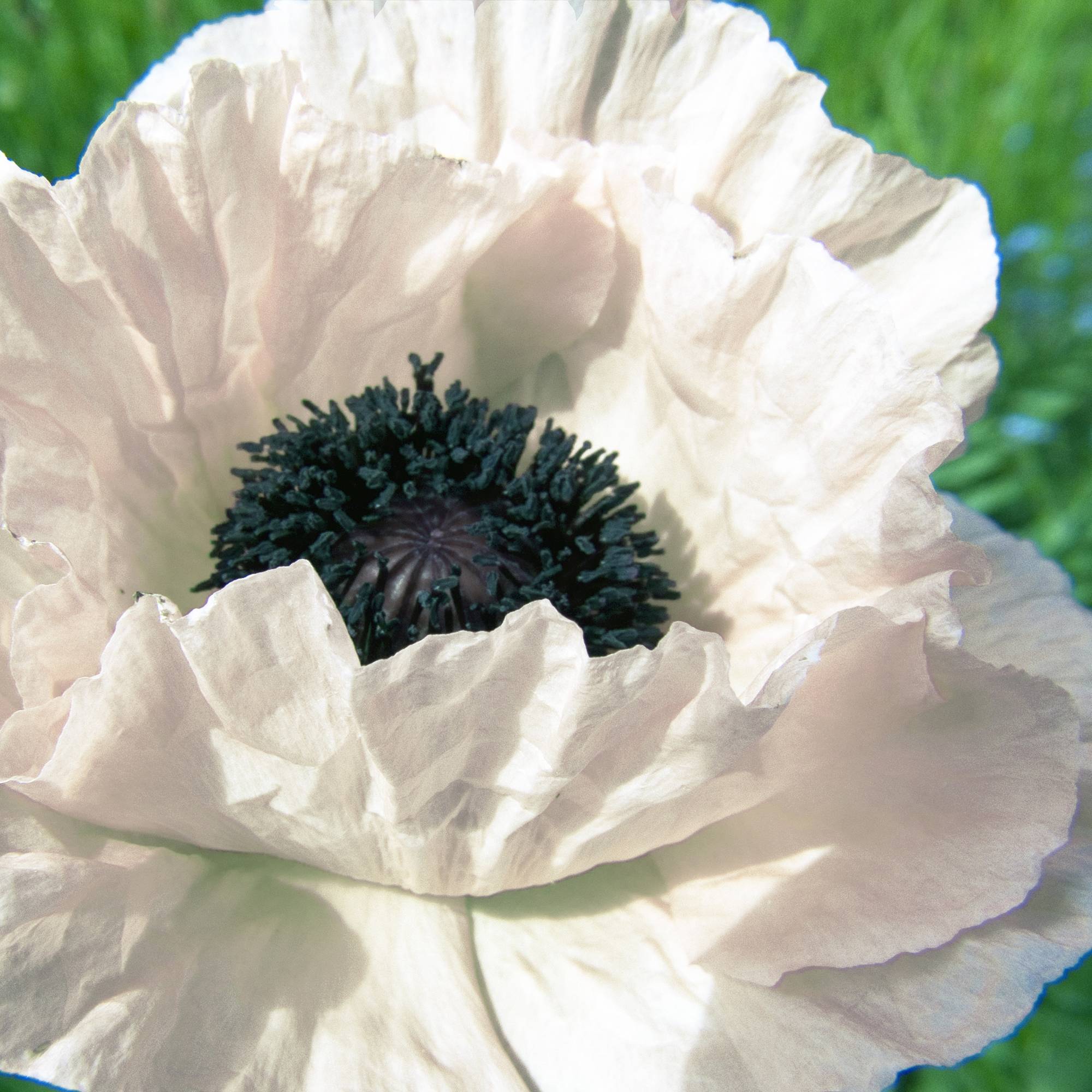 Pavot d'Orient Royal Wedding - Papaver orientale Godet de 7/8 cm