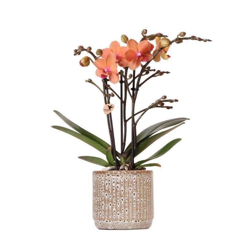 Orchidée Corail et son pot- La Green Touch Jaguar - Hauteur 35cm