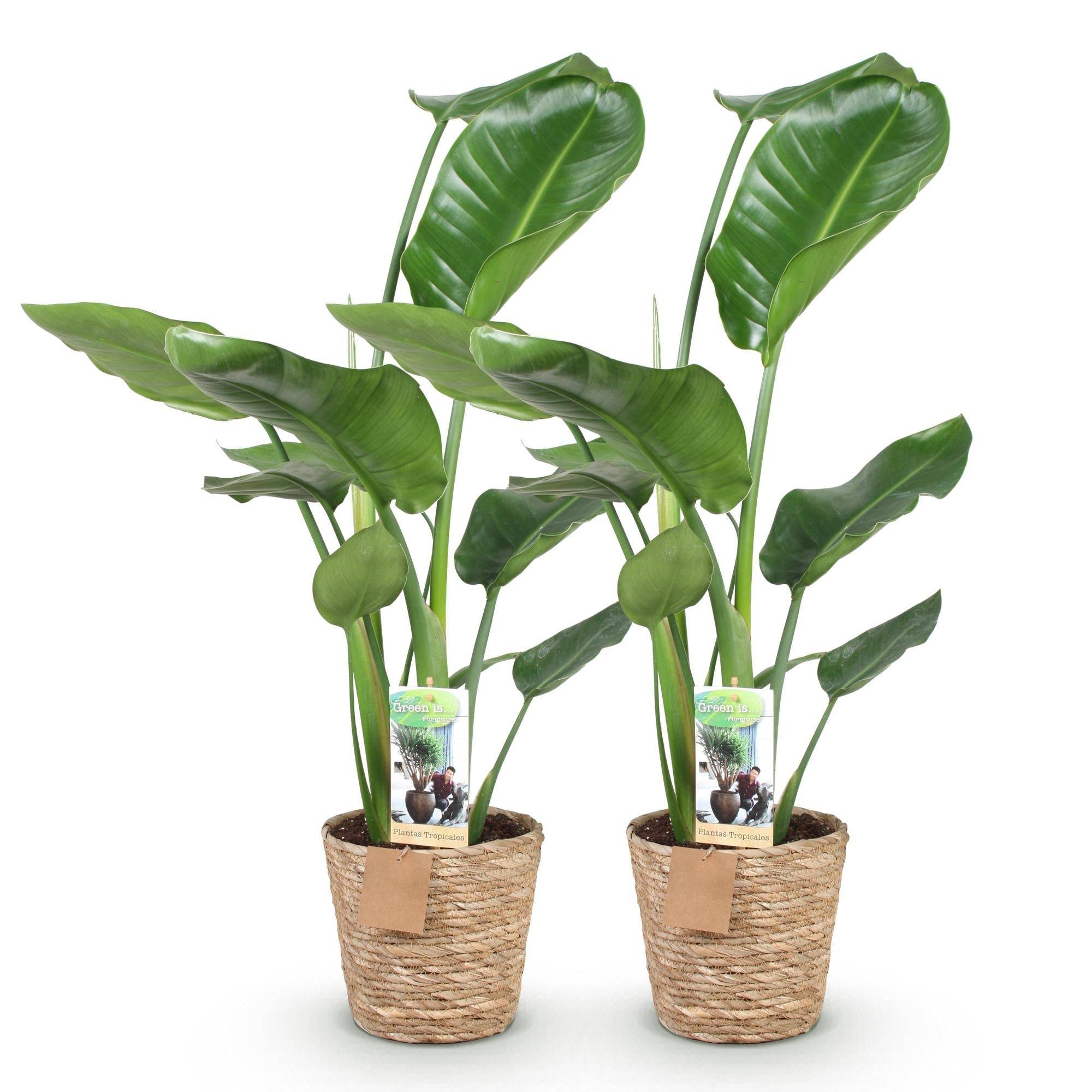 Strelitzia Nicolai - D17 H90cm - Image 3
