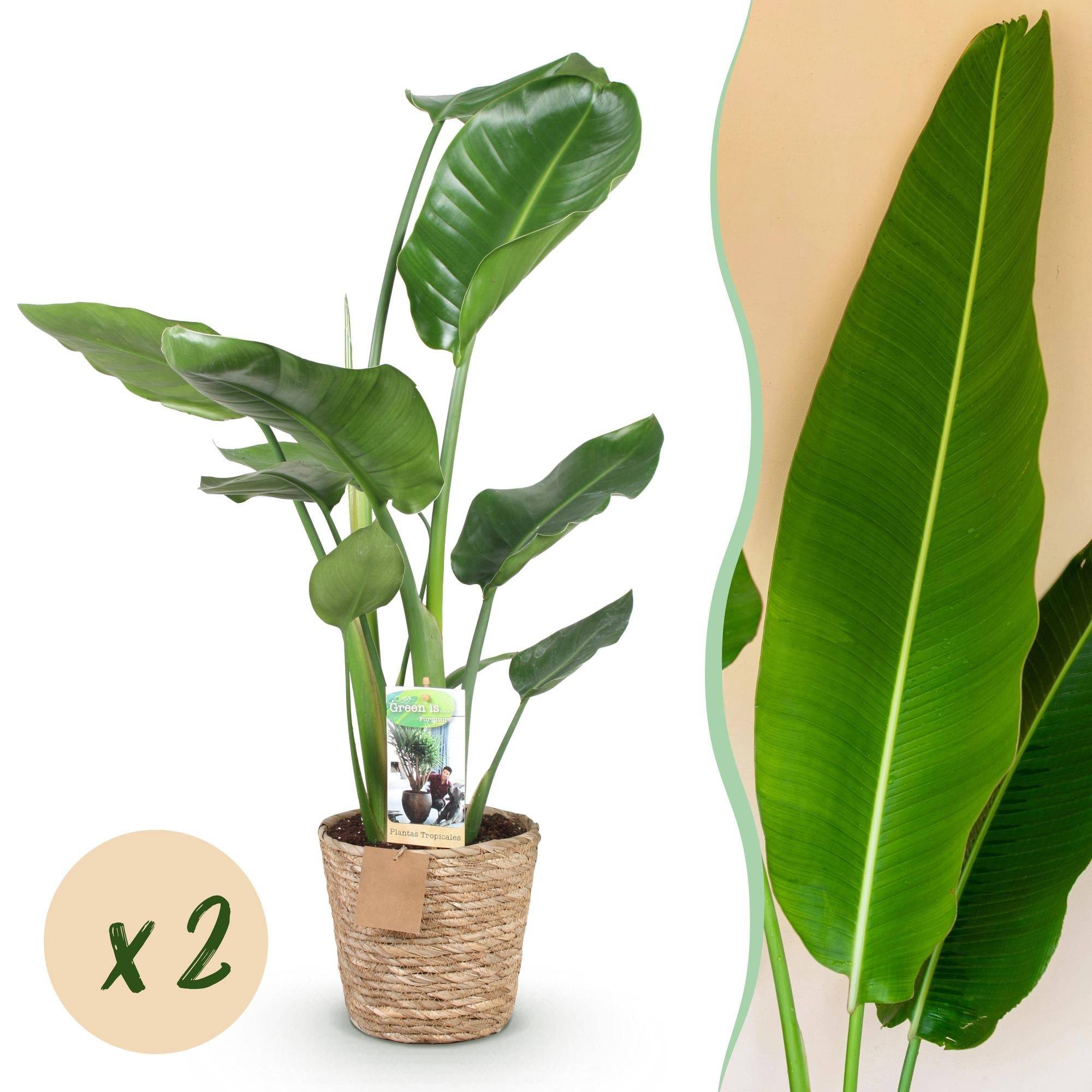 Strelitzia Nicolai - D17 H90cm - Image 2
