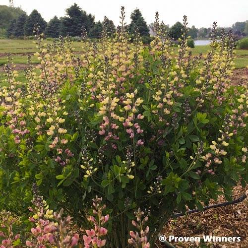 Baptisia Pink Lemonade - Lupin indigo Godet de 8/9 cm
