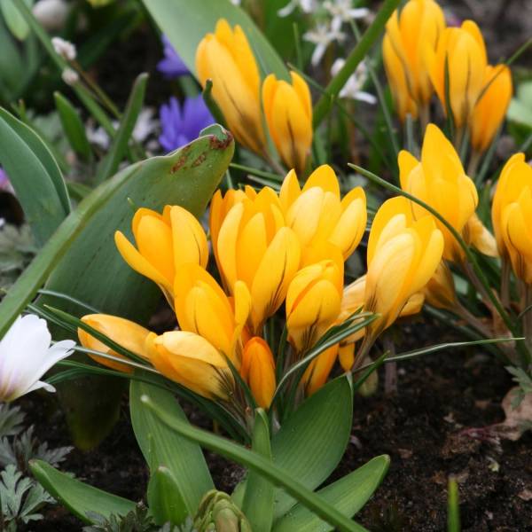 Promesse de Fleurs - Crocus Mammouth Grand Jaune (Golden Yellow) Bulbe calibre 8+ (par 25)