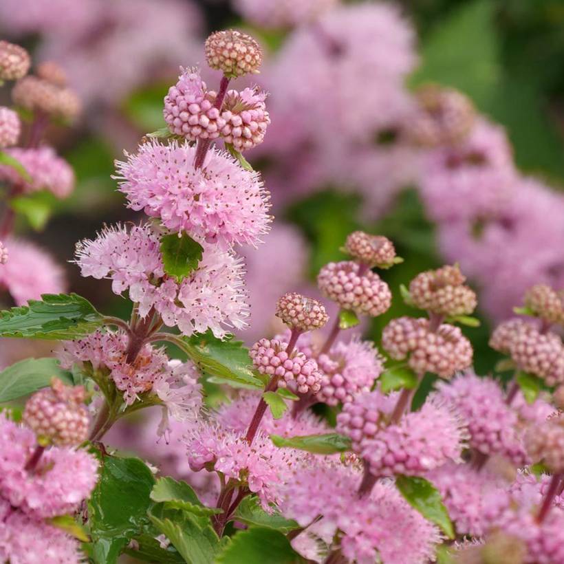 Promesse de Fleurs - Caryopteris x clandonensis Camara Pink - Spirée bleue Godet de 8/9 cm