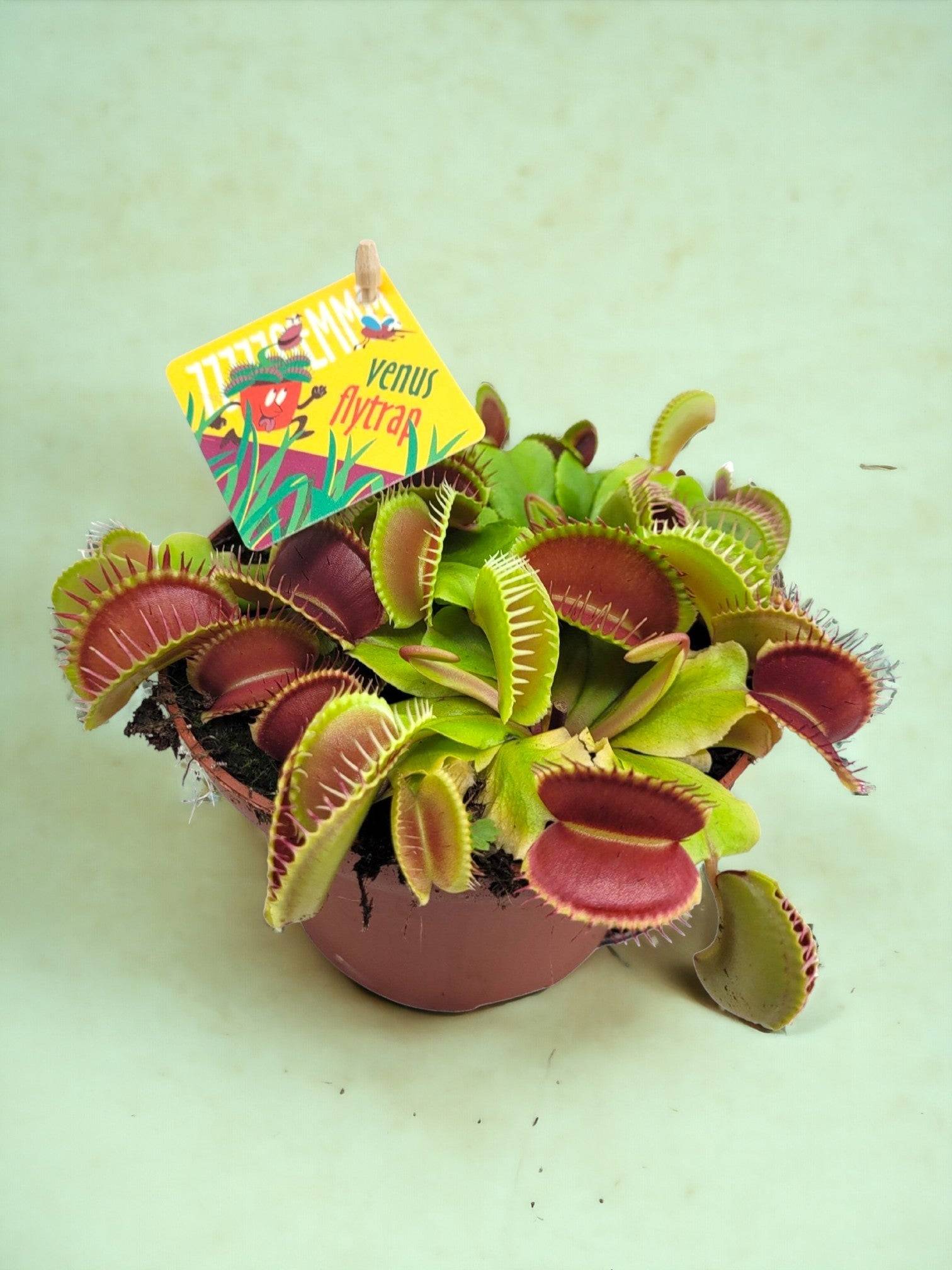 Dionaea Muscipula 12cm - Plante d'intérieur- La Green Touch - Image 2