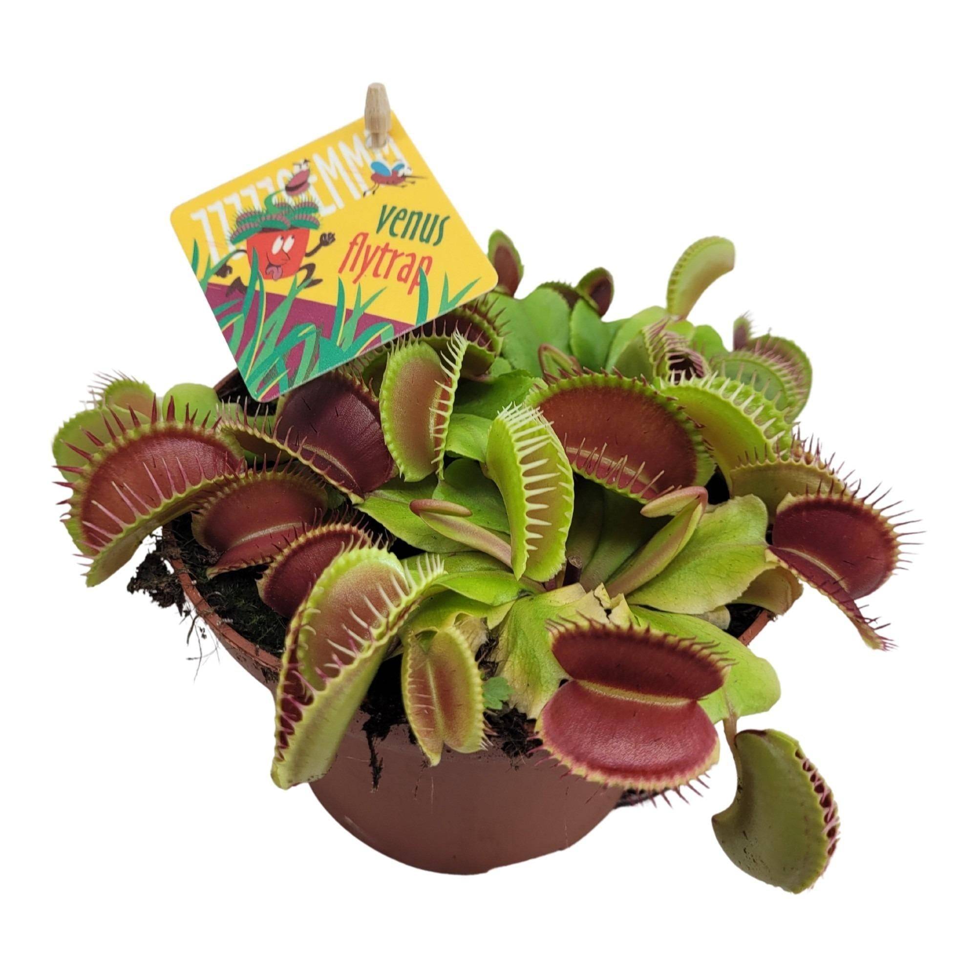 Dionaea Muscipula 12cm - Plante d'intérieur- La Green Touch - Image 3