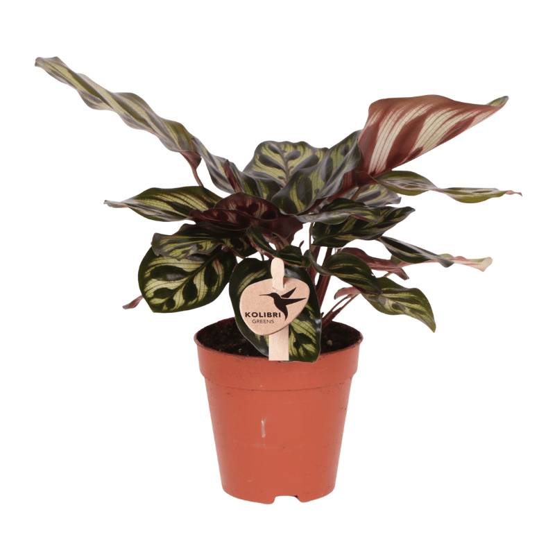 Calathea makoyana - Ø9cm - ↕23cm - Plantes d’intérieur