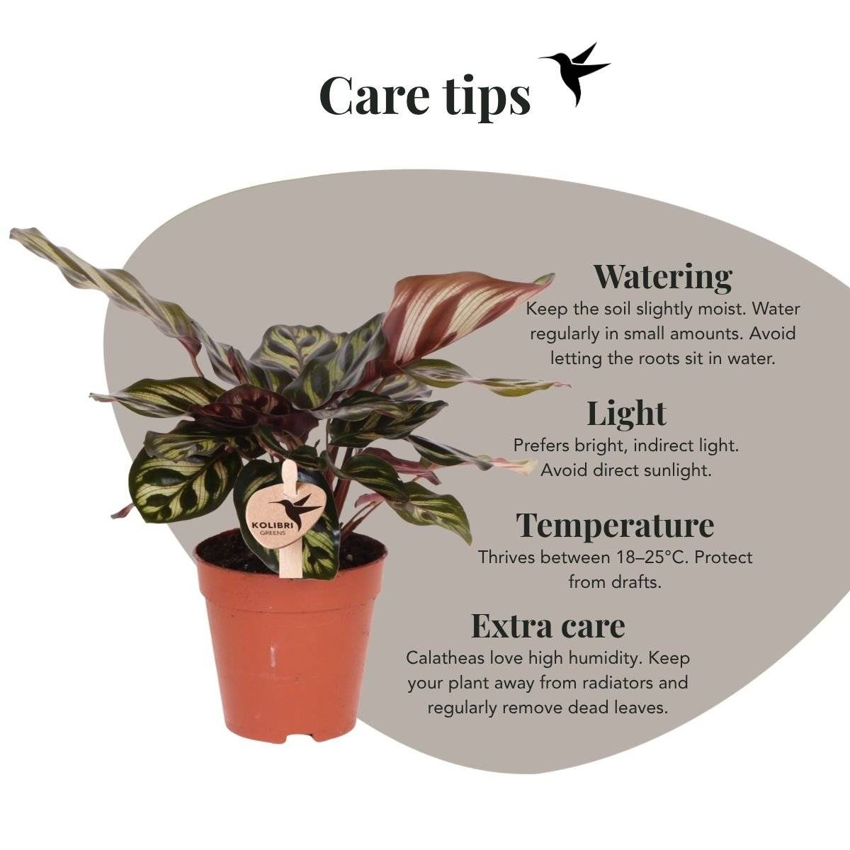 Calathea makoyana - Ø9cm - ↕23cm - Plantes d’intérieur - Image 4