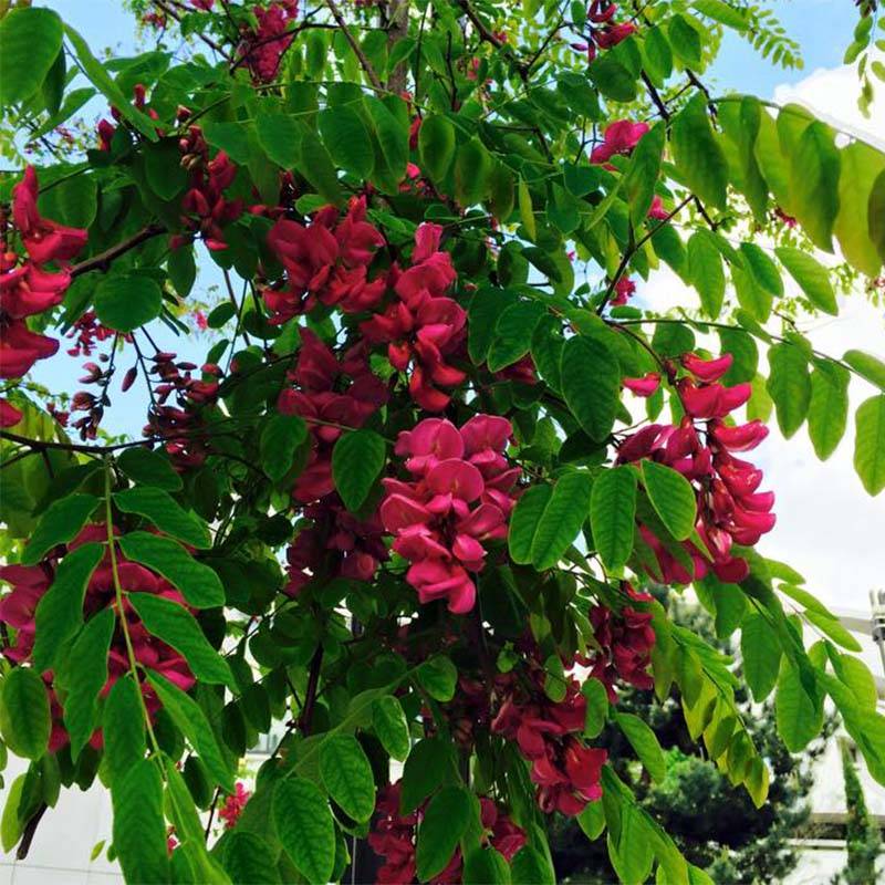 Promesse de Fleurs - Robinia pseudoacacia Casque Rouge - Robinier faux acacia  Pot de 4L/5L