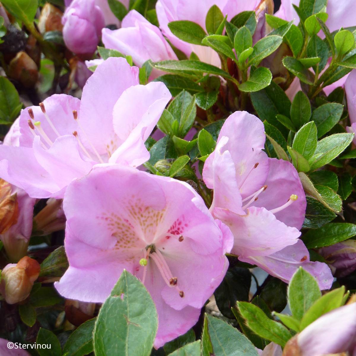 Promesse de Fleurs - Azalée du Japon Blue Moon - Rhododendron hybride Pot de 3L/4L