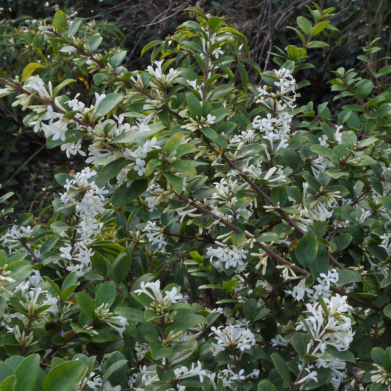 Promesse de Fleurs - Osmanthus delavayi - Osmanthe de Delavay Godet de 8/9 cm