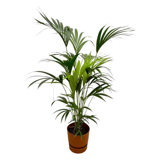 Palmier Kentia 160cm et son pot- La Green Touch Marron + Reservoir - Hauteur 160cm