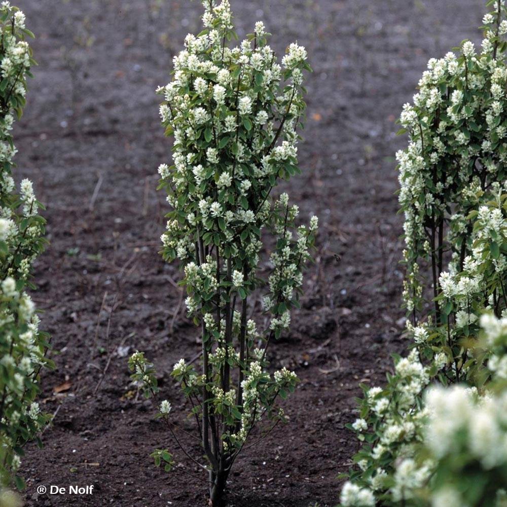 Amelanchier alnifolia Obelisk Pot de 3L/4L