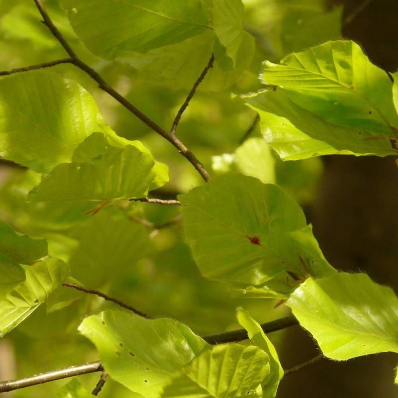 Hêtre commun, Fagus - Pot de 7,5L - 60/80 cm - Image 1