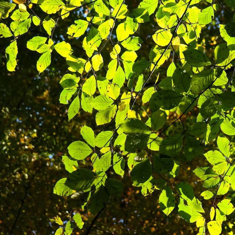 Hêtre commun, Fagus - Pot de 7,5L - 60/80 cm - Image 4