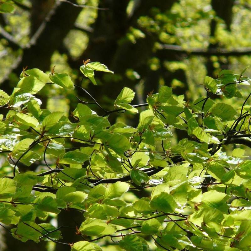 Hêtre commun, Fagus - Pot de 7,5L - 60/80 cm - Image 5