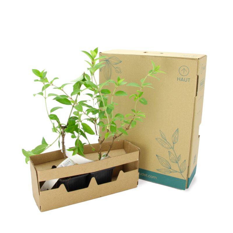 Hortensia Paniculé 'Bobo' (Hydrangea Paniculata) - Godet - Taille 13/25cm - Pépinières Naudet - Image 5