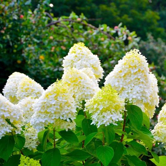Hortensia Paniculé 'Bobo' (Hydrangea Paniculata) - Godet - Taille 13/25cm - Pépinières Naudet - Image 1