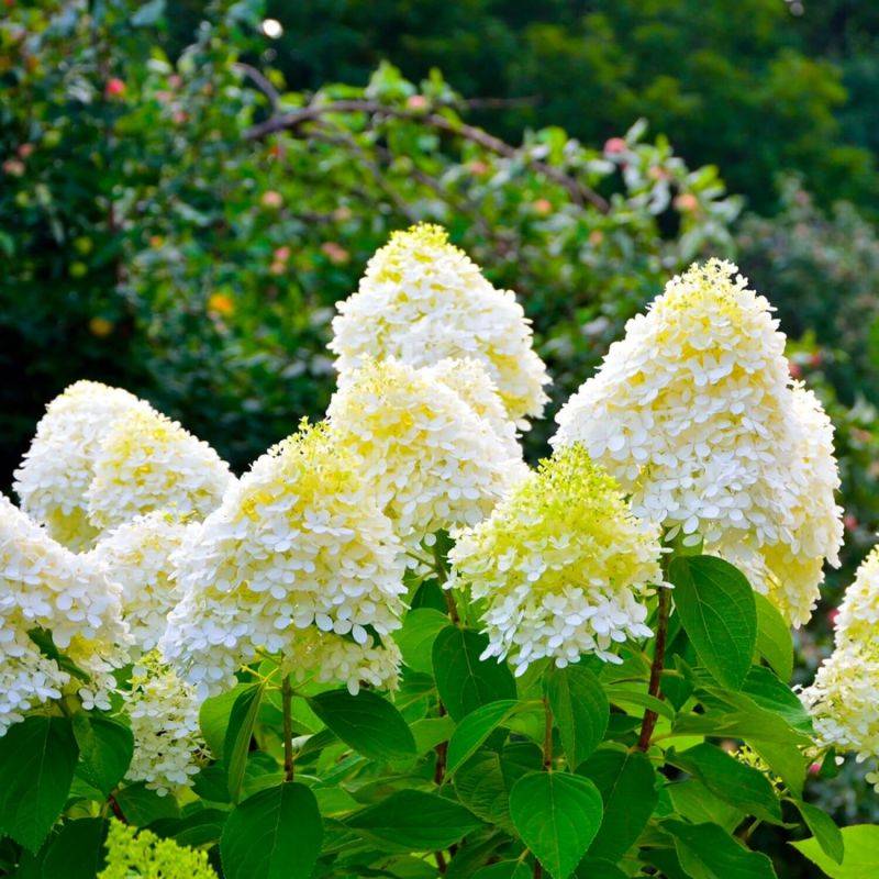 Hortensia Paniculé 'Bobo' (Hydrangea Paniculata) - Godet - Taille 13/25cm - Pépinières Naudet - Image 1