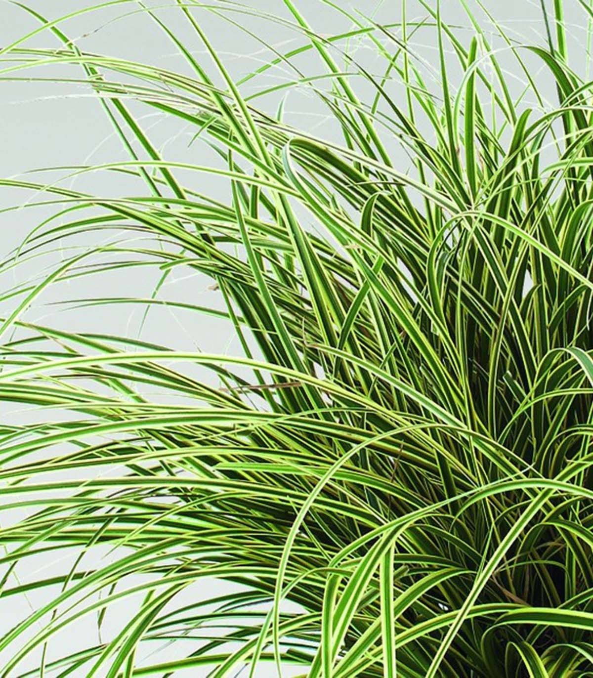 Promesse de Fleurs - Carex brunnea Jenneke - Laîche Godet de 8/9 cm