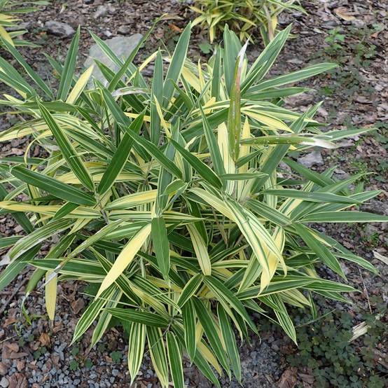 Promesse de Fleurs - Sasaella masamuneana Albostriata - Bambou nain Pot de 2L/3L - Image 1