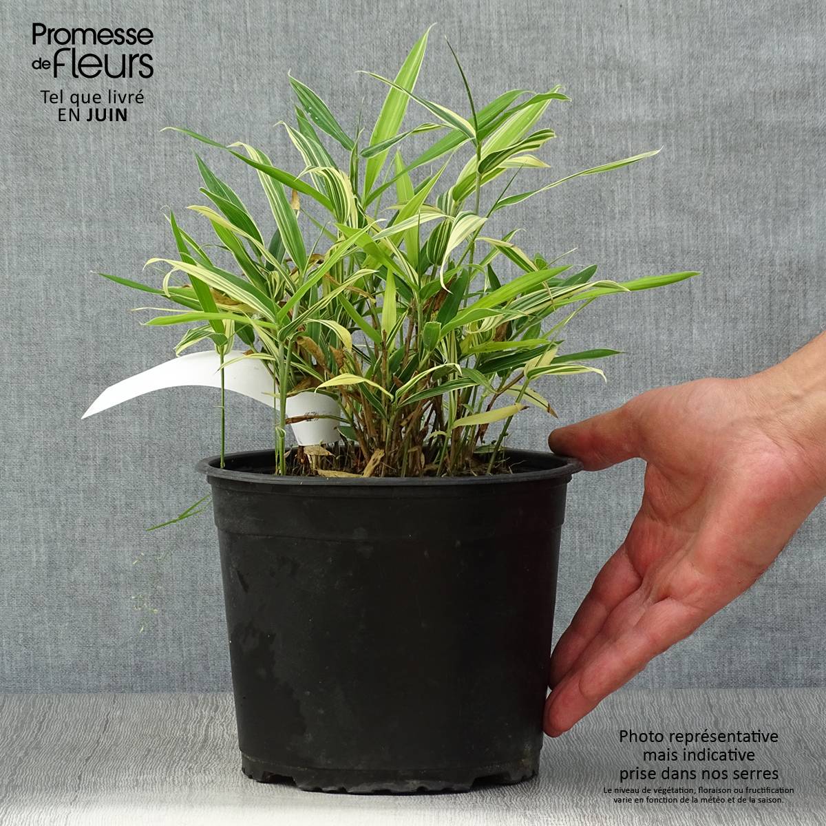 Promesse de Fleurs - Sasaella masamuneana Albostriata - Bambou nain Pot de 2L/3L - Image 2