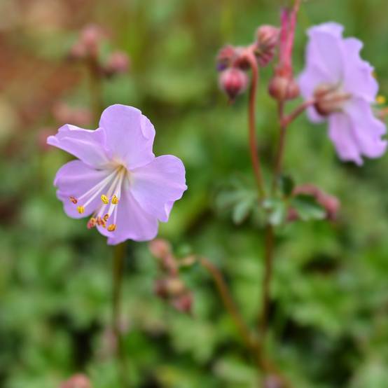 Geranium vivace dalmaticum - Géranium de Dalmatie Godet de 8/9 cm