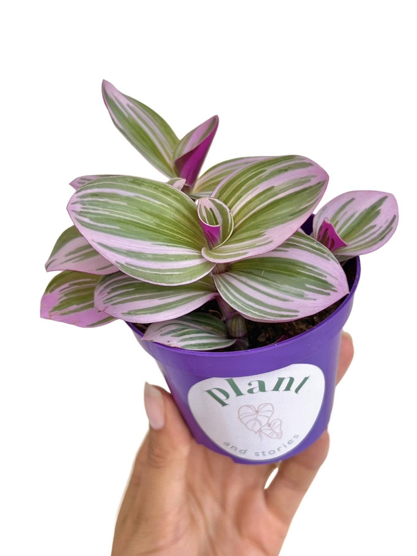 Tradescantia Nanouk - Pot de 8cm - Plantes d'intérieur - Image 2