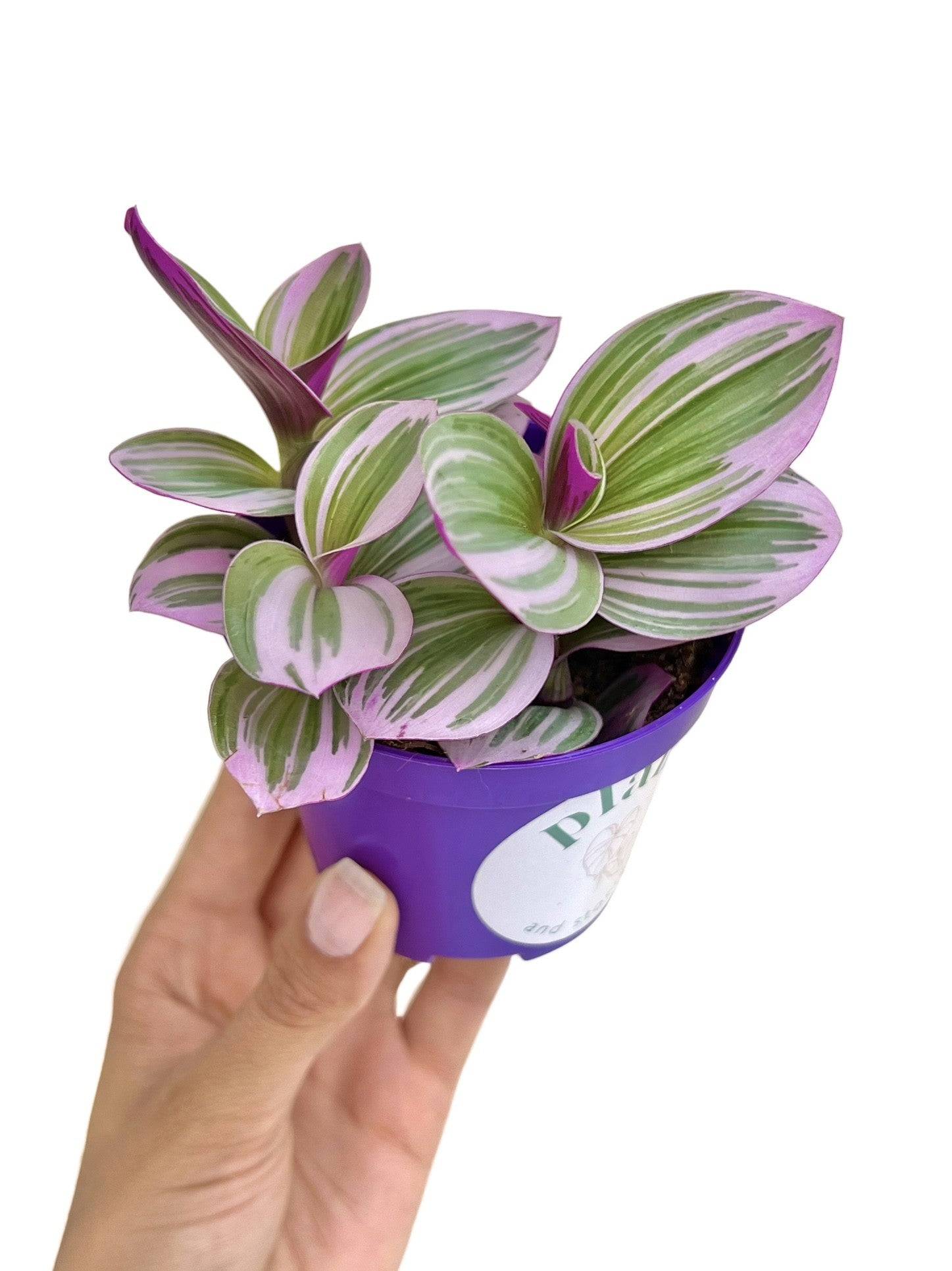 Tradescantia Nanouk - Pot de 8cm - Plantes d'intérieur - Image 4