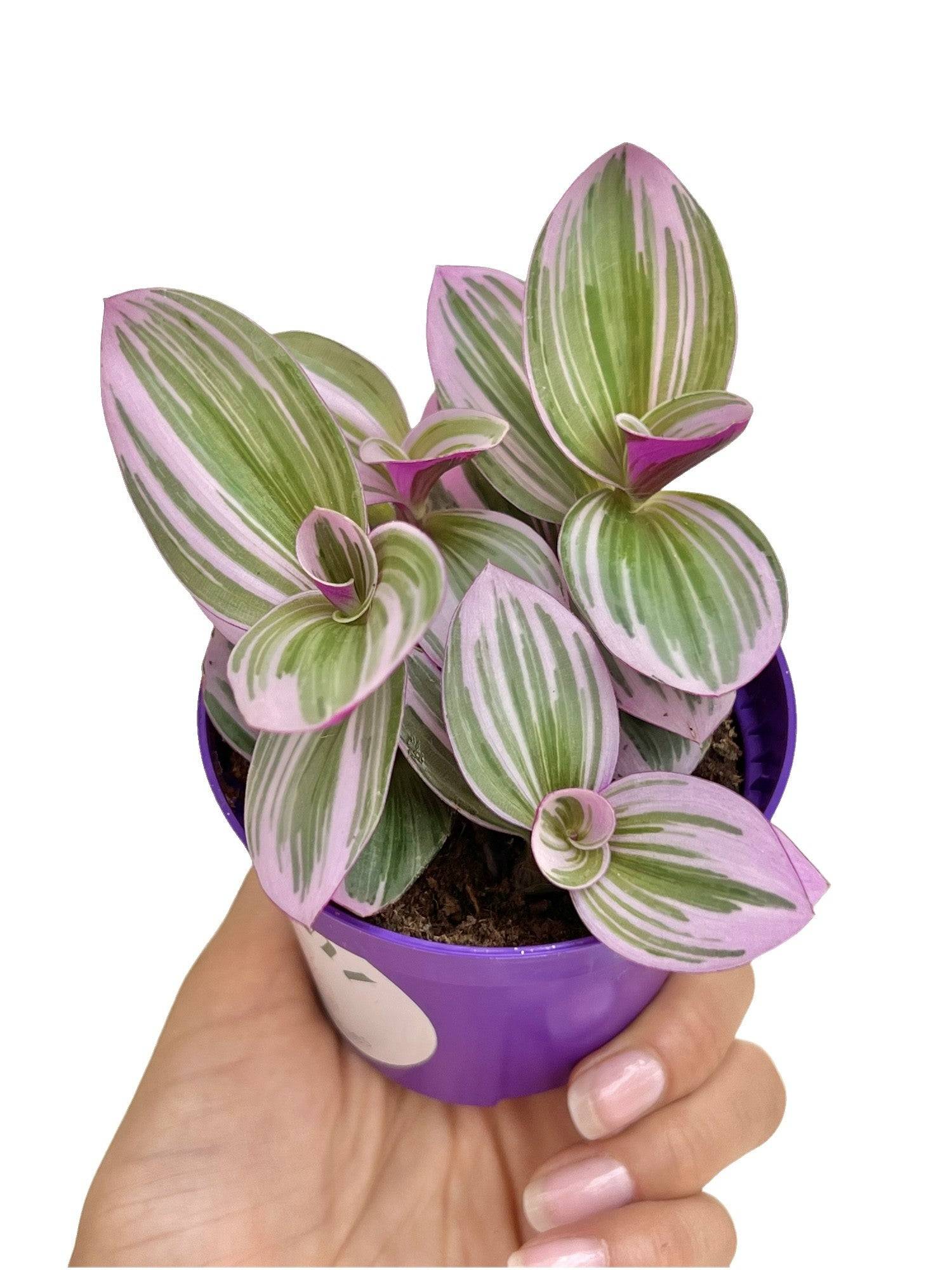Tradescantia Nanouk - Pot de 8cm - Plantes d'intérieur - Image 6