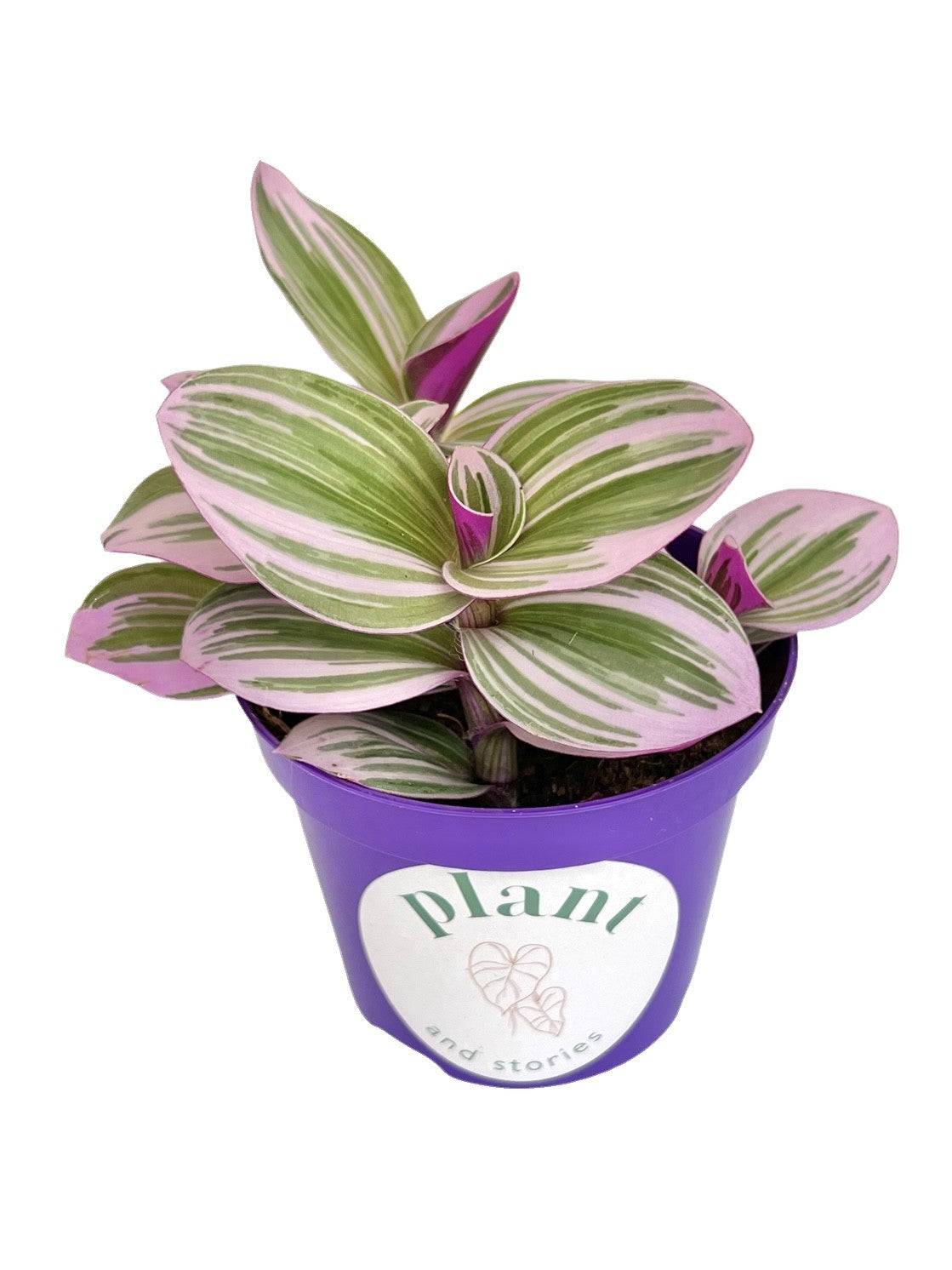 Tradescantia Nanouk - Pot de 8cm - Plantes d'intérieur - Image 3