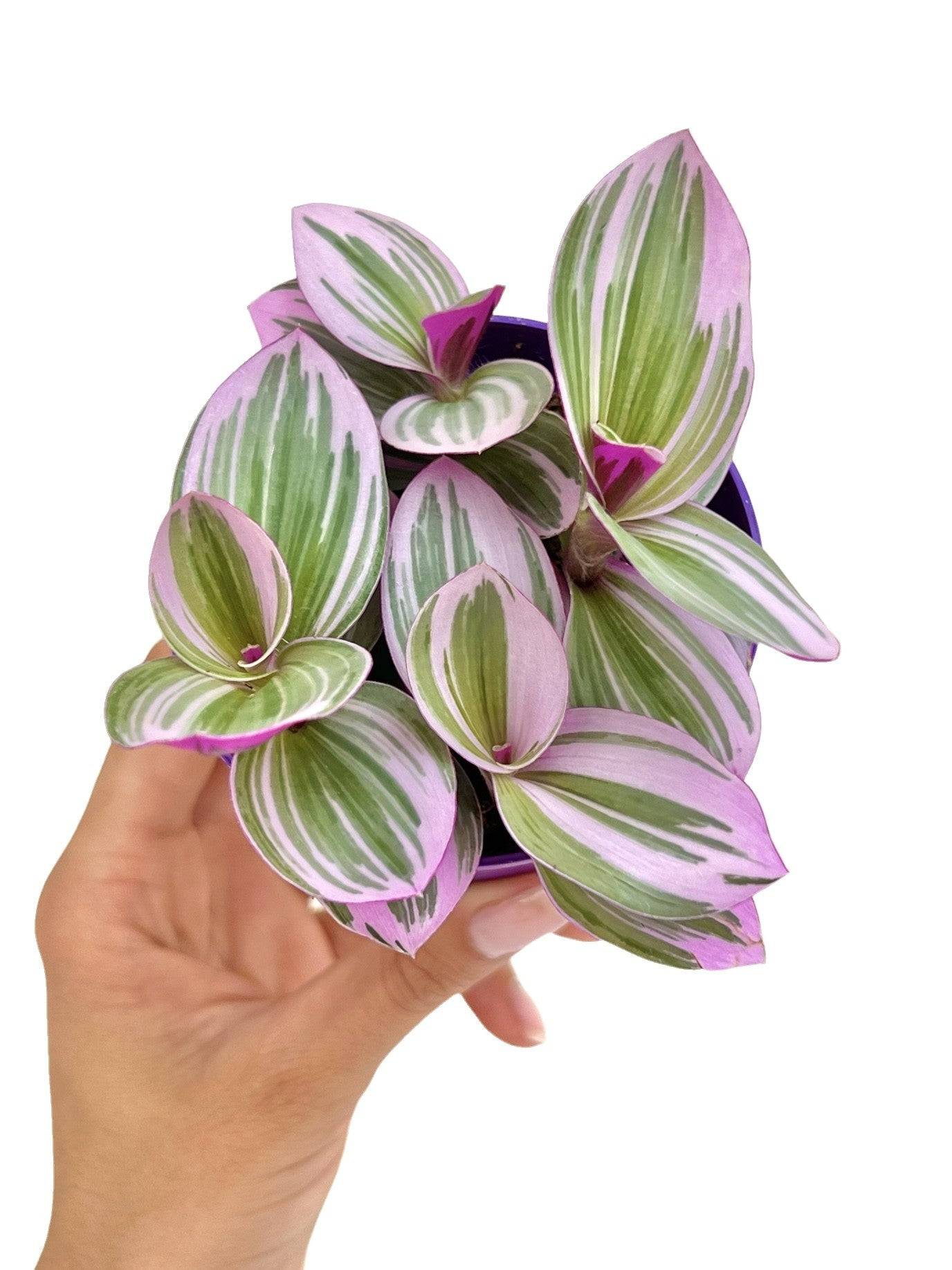 Tradescantia Nanouk - Pot de 8cm - Plantes d'intérieur - Image 1