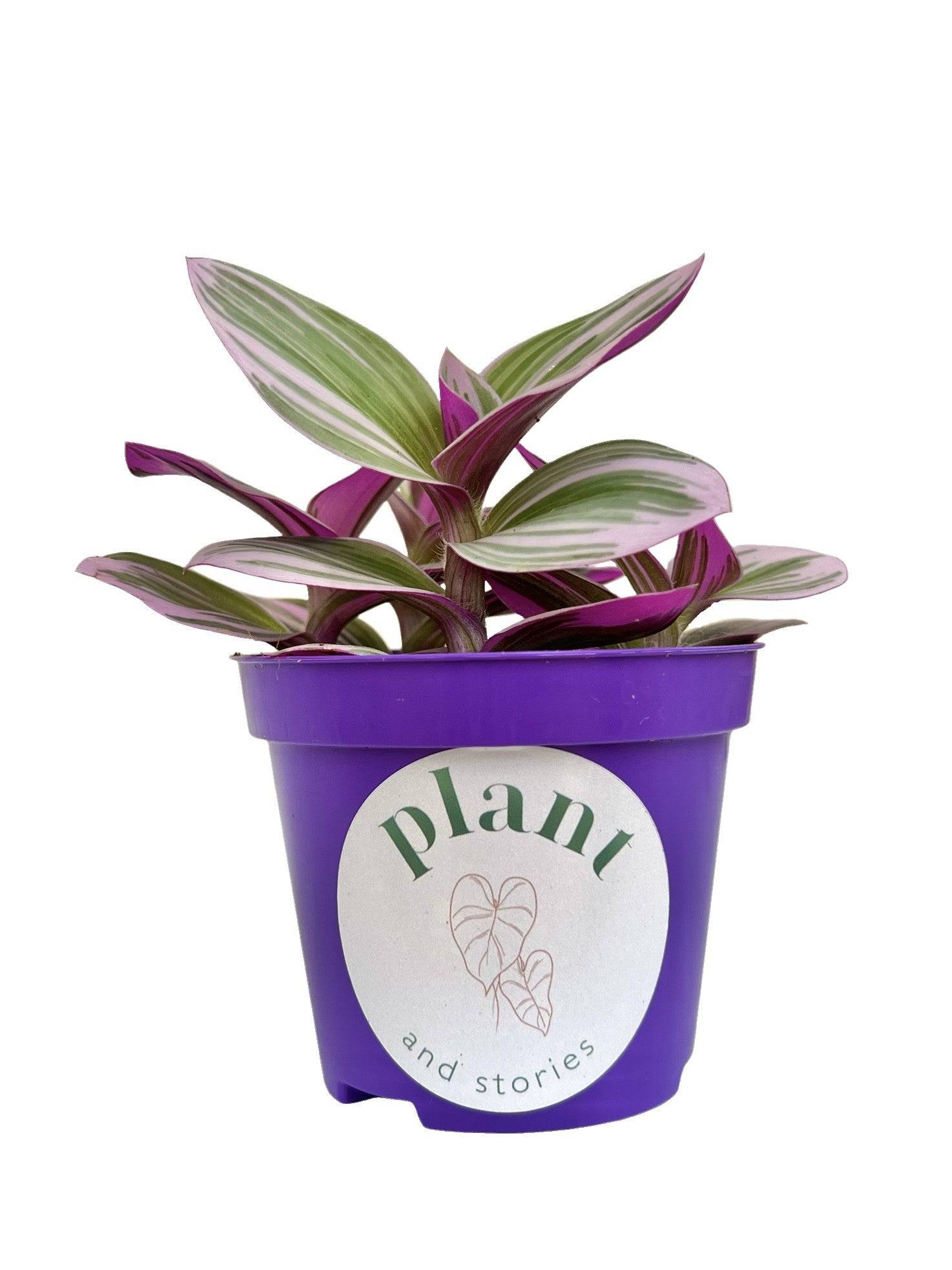 Tradescantia Nanouk - Pot de 8cm - Plantes d'intérieur - Image 5