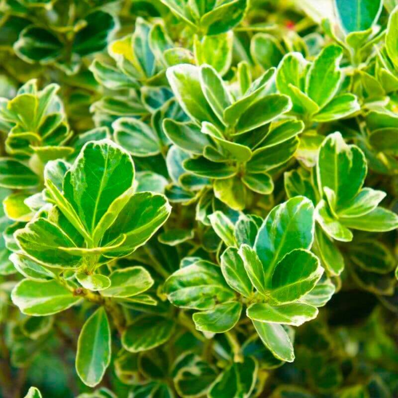 Fusain du Japon 'President Gauthier' (Euonymus japonicus 'President Gauthier') - Godet - Taille 13/25cm - Pépinières Naudet