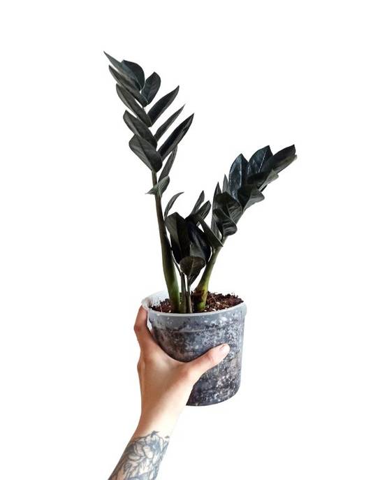 Zamioculcas Zamiifolia Raven D. 15cm H. 65cm - Plante d'intérieur - IndoorPoppies - Image 1